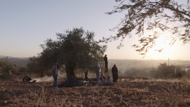 tree in dessert